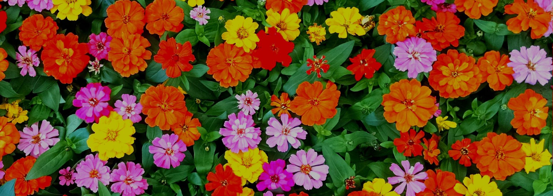 flowers Heliconians Print Art